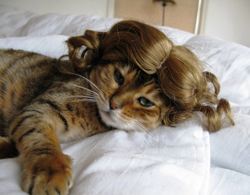 Ржачные коты в париках
