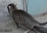 Идеальное проникновение)