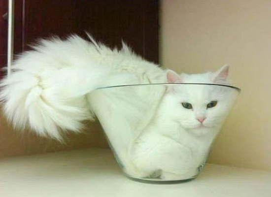 Пушистики "А мне так удобно"