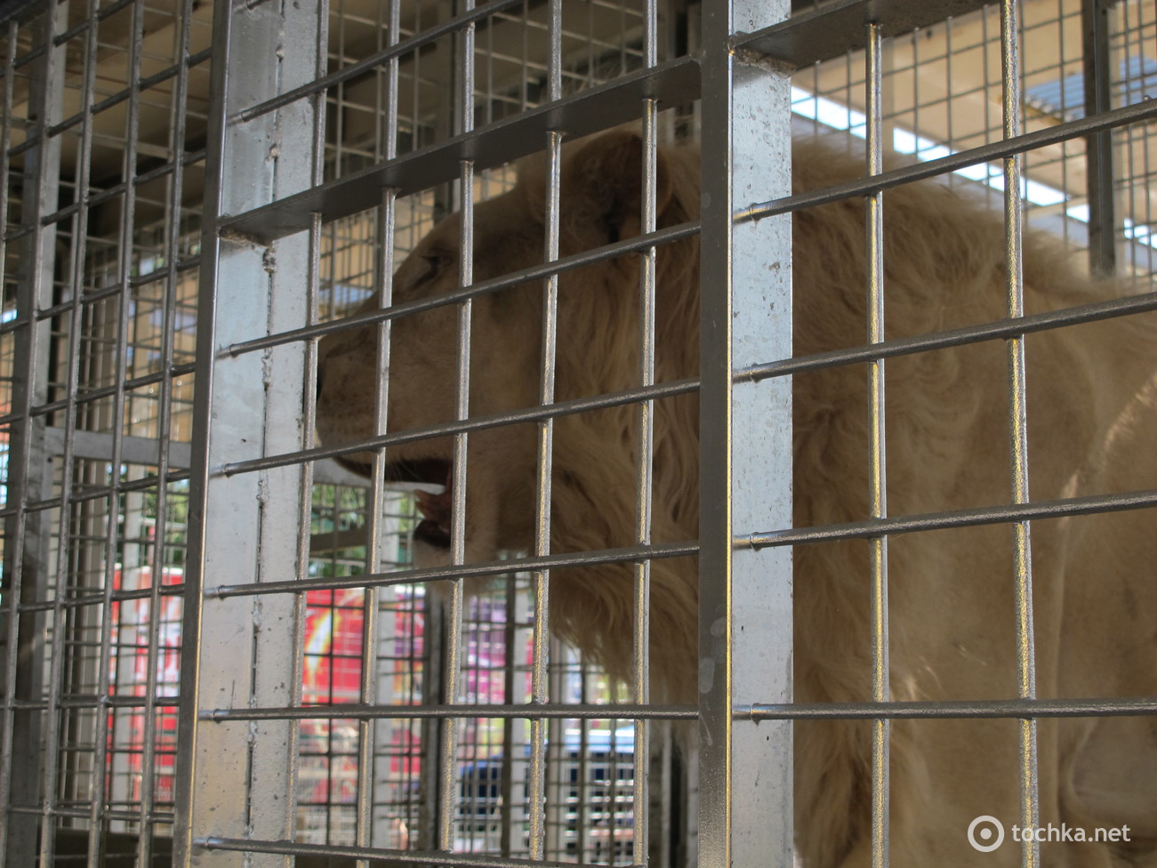 Цирк Кобзов