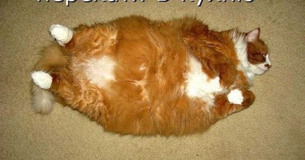 Колбаской по малой спасской. Толстый кот. Толстый кот юмор. Толстый кот с подписью.