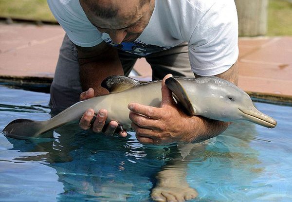 Очаровательный малыш-дельфинчик