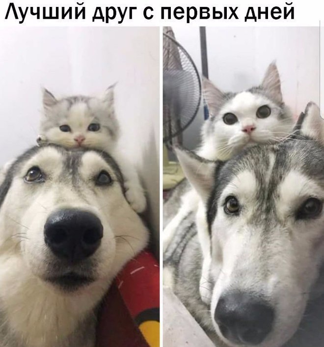 Лучшие друзья