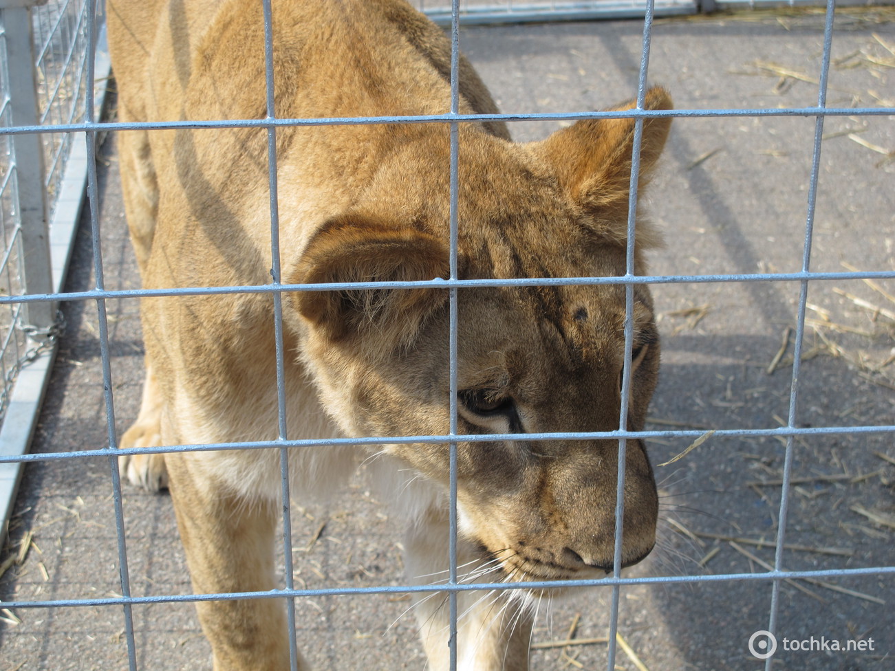 Цирк Кобзов