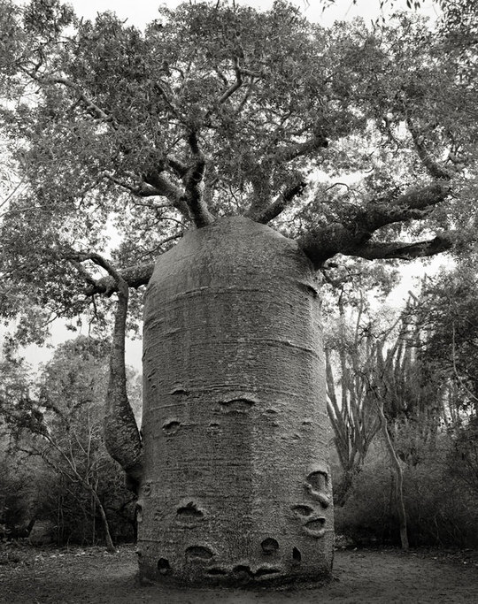 Найдавніші дерева світу