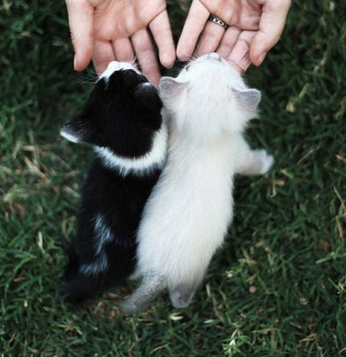 Малыши: Молоко и уголь