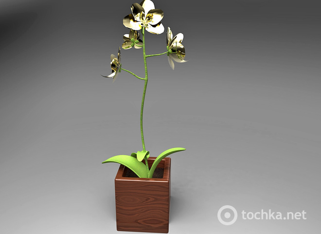 Как пересадить орхидею и не убить пересадкой цветок
