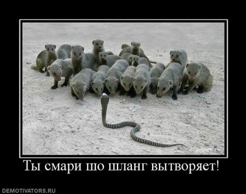 Сатри шо тваритццо!