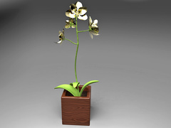 Как пересадить орхидею и не убить пересадкой цветок