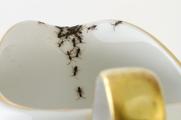 Жутковатый фарфоровый набор с нарисованными муравьями