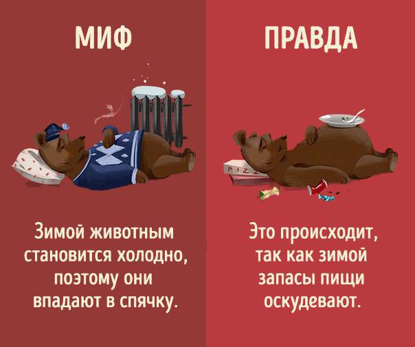 Интересно знать! Мифы и реальность