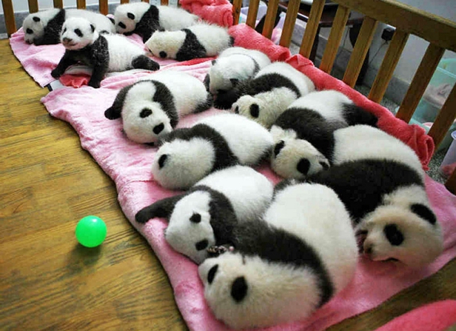 Де побачити панду: Центр вивчення і розведення Великих панд, Ченду, Китай