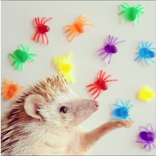 Самый милый ежик Instagram