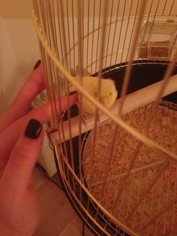 Подарунок Приходько