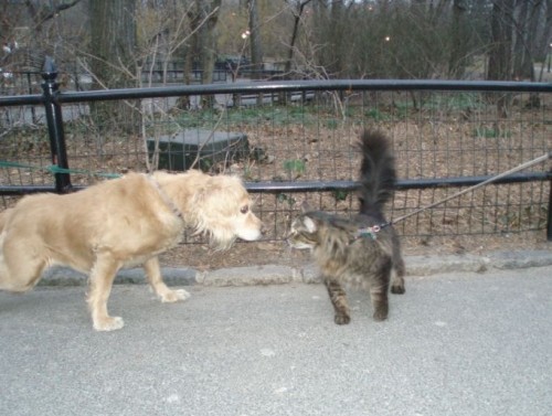 Выгул котов разрешен!;]