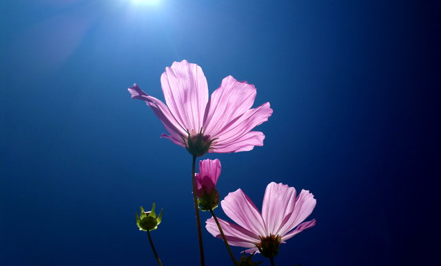 Цветы на солнце HD