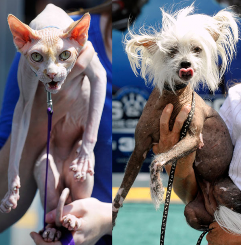 Прелестные животные планеты