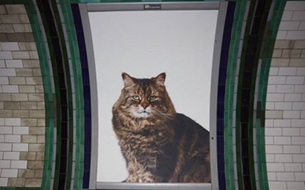 Котики в британском метро вместо реклами