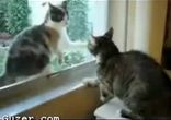 Кошачья драка)