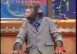 monkey on tv