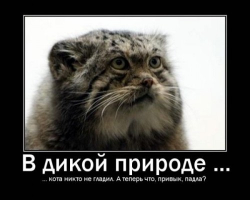 Погладь кота