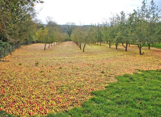 Килим з яблук: гарні наслідки урагану в Ірландії