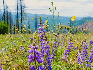 Гороскоп на травень 2026 року для всіх знаків зодіаку