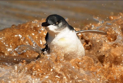 Чудо скотинушки:)