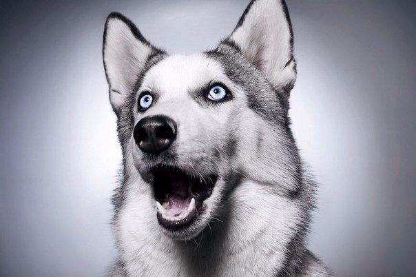 Самые очаровательные хаски