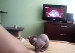 Игривый сфинкс