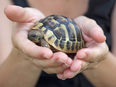 Яке свято відзначають 23 травня