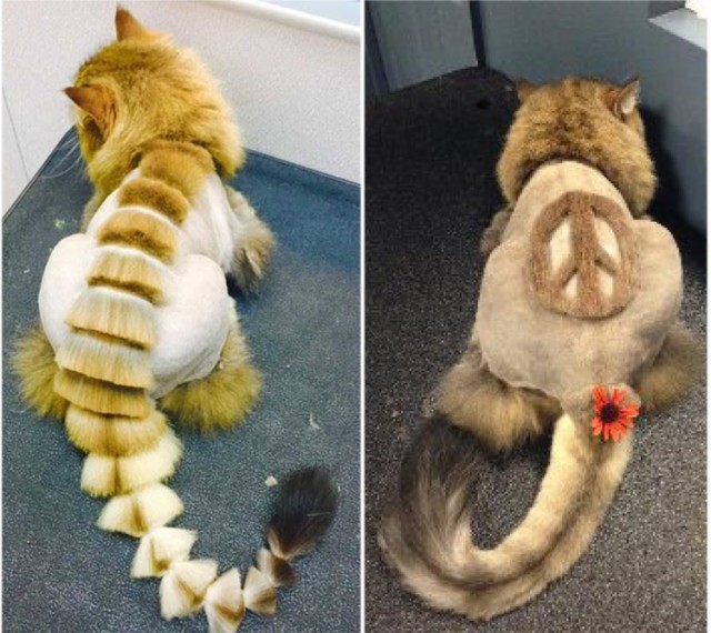 Мой хозяин - идиот