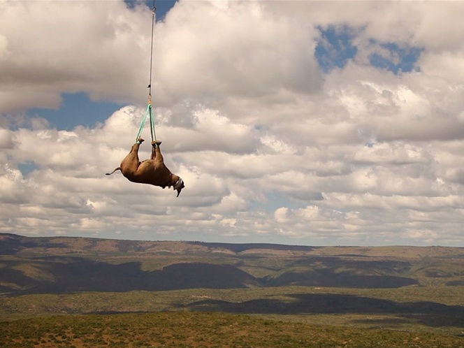 как летают носороги