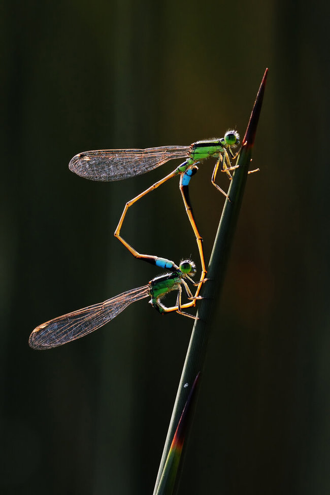 World Nature Photography Awards 2020
