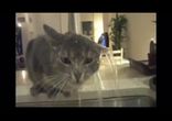 Кот решил попить