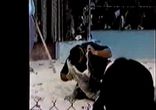 Крокодил откусил лицо