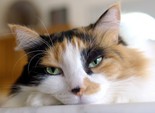 домашние животные домашние животные
