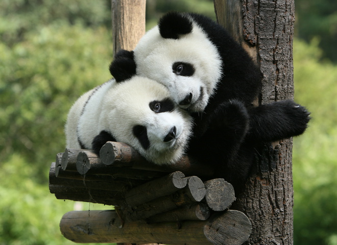 Панды из гонконгского зоопарка не спаривались 10 лет, стоило людям уйти на карантин — все получилось