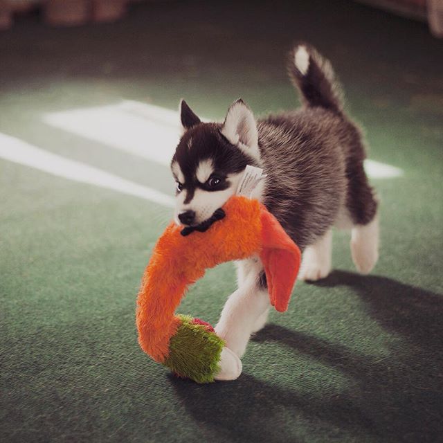 Цуценята Хаскі