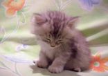 КОТ