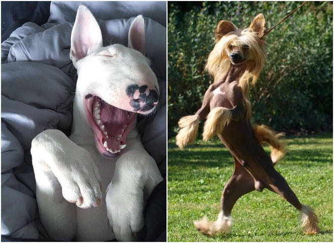 Найсмішніші породи собак: від лисіючих до клишоногих