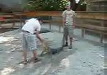Крокодилье видео)