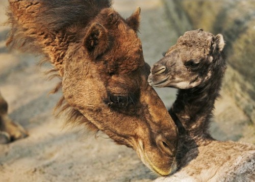 Диковинная фауна