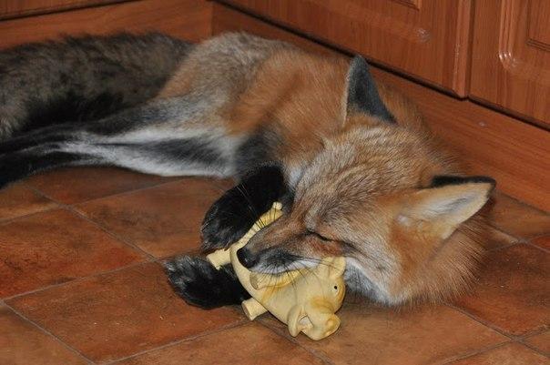Домашняя лисичка Викси