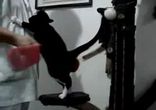 Кот садомазахист
