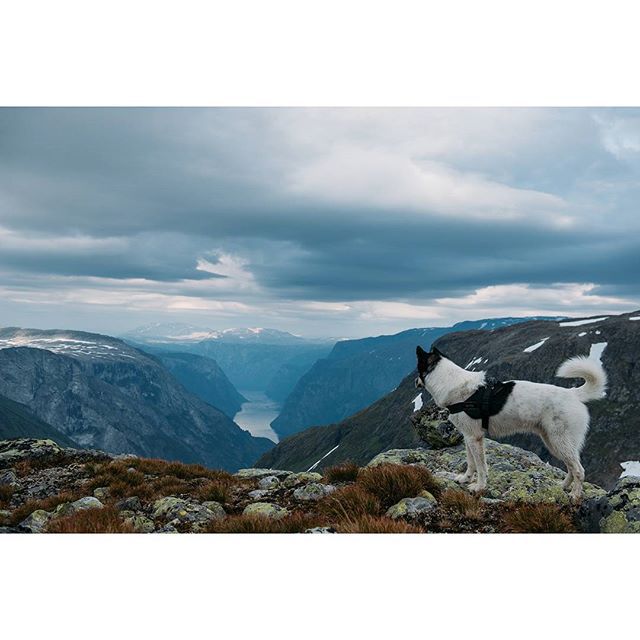хаскі Акіак 