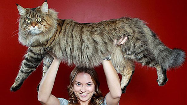 Cамый большой котэ в мире