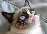 The Grumpy Cat The Grumpy Cat