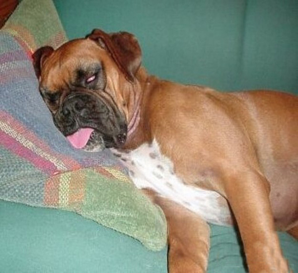 Тяжелое собачье утро