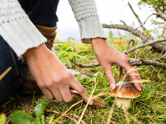 Як збирати гриби